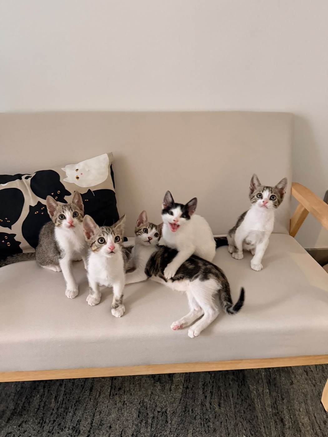 Cinco gatitos rescatados esperando en el sofá